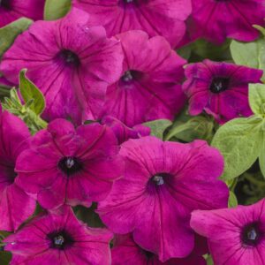 Petunia Supertunia Royal Magenta