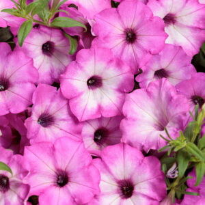 Petunia Supertunia Tiara Pink