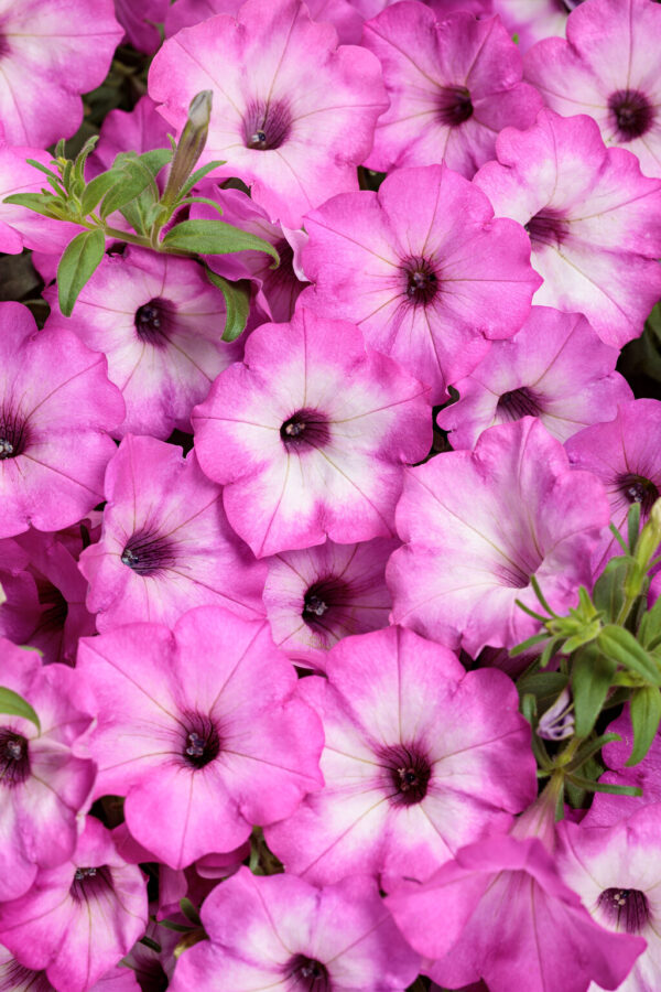 Petunia Supertunia Tiara Pink