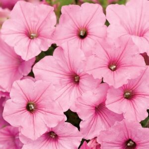 Petunia Supertunia Vista Bubblegum