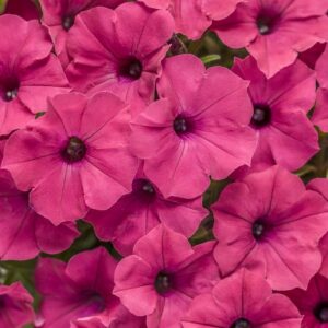 Petunia Supertunia Vista Fuchsia
