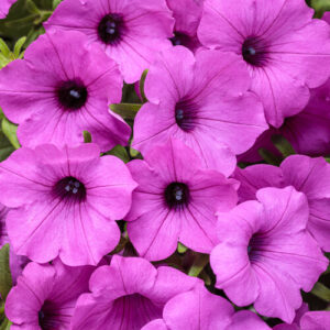 Petunia Supertunia Vista Jazzberry
