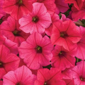 Petunia Supertunia Vista Paradise