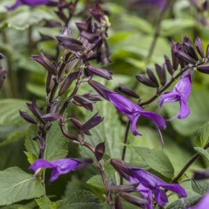 Salvia Rockin’ Deep Purple