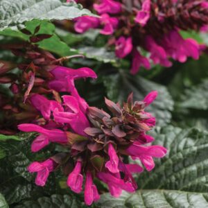 Salvia Rockin’ Fuchsia