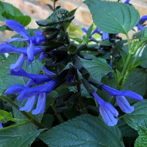 Salvia Rockin’ Blue Suede Shoes