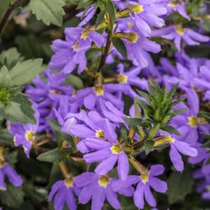 Scaevola Whirlwind Blue