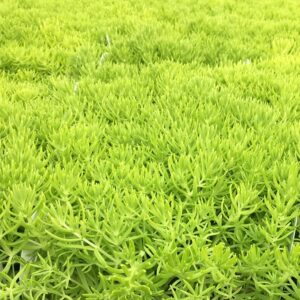 Sedum Lemon Coral