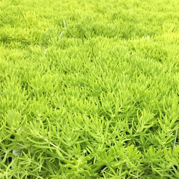 Sedum Lemon Coral