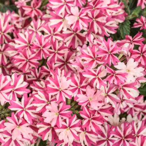 Verbena Superbena Cherry Burst
