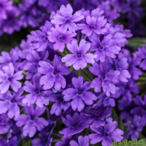 Verbena Superbena Cobalt