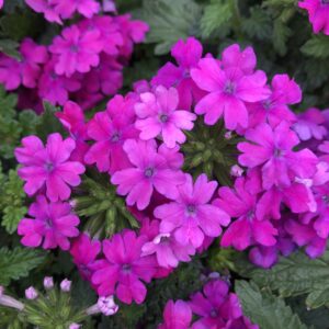 Verbena Superbena Pink Shades