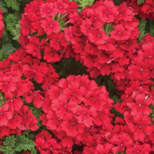 Verbena Superbena Red