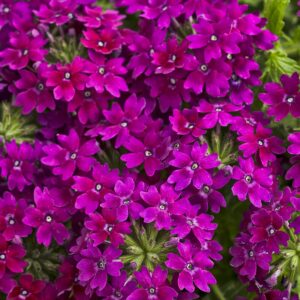 Verbena Superbena Royale Plum Wine