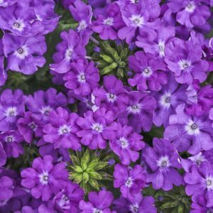 Verbena Superbena Violet Ice