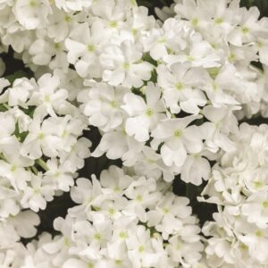 Verbena Superbena Whiteout