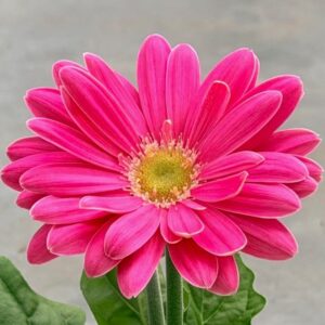 Gerber Daisy Jaguar Rose