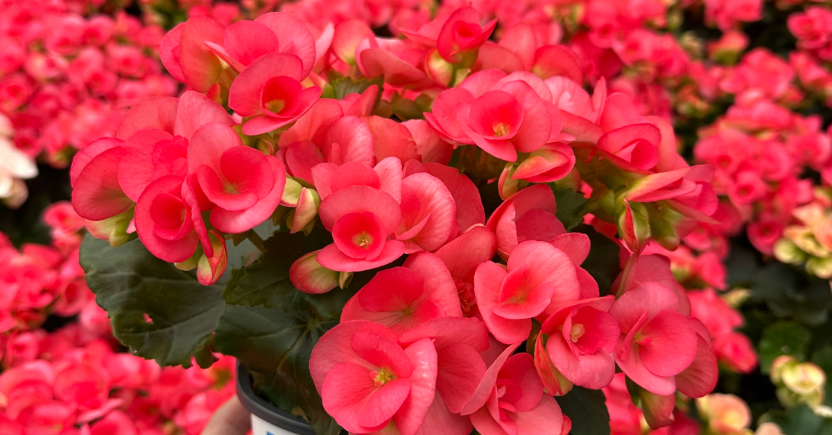 Garden Footprints Begonia
