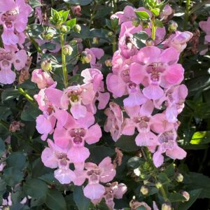 Angelonia Archangel Light Pink