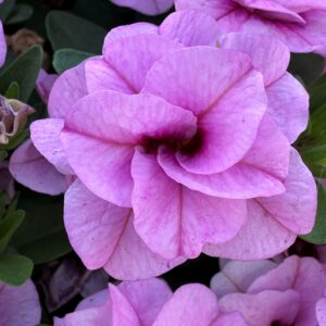 Calibrachoa Double MiniFamous Uno Light Pink