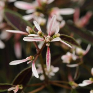 Euphorbia Breathless Blush