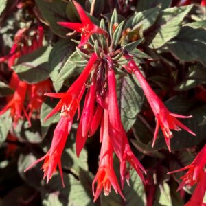 Fuchsia Variegated Leaf Firecracker