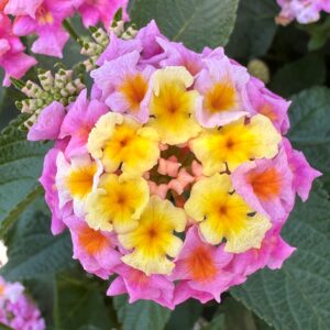 Lantana Shamrock Lavender