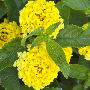 Lantana Shamrock Yellow