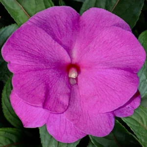 New Guinea Impatiens Sonic Amethyst