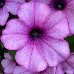 Petunia Headliner Crystal Pink