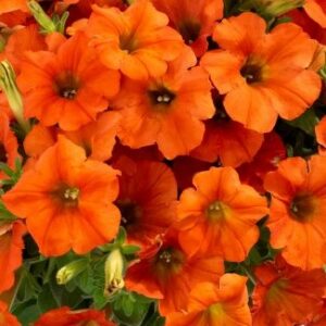Petunia Inferno The Orange!