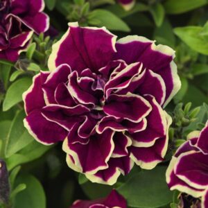 Petunia Jewel Radiant Ruby