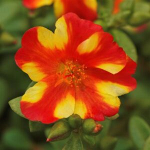Portulaca Rio Grande Citrus Crush