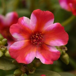 Portulaca Rio Grande Frosted Strawberry