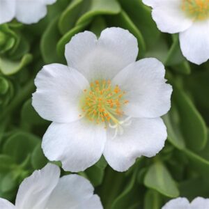 Portulaca Rio Grande White