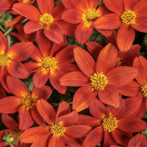 Bidens Campfire Red Ember