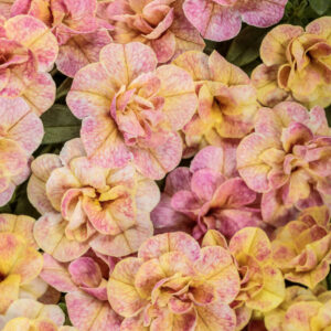 Calibrachoa Superbells Double Magic Grapefruit