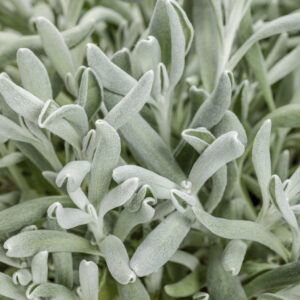 Didelta Silver River