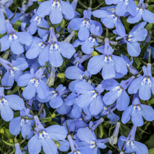 Lobelia Laguna Royale Azure