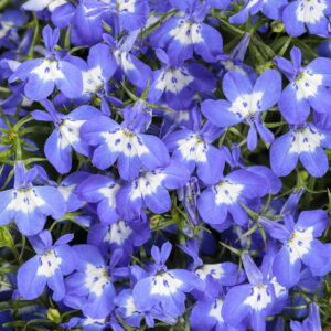 Lobelia Laguna Royale Blue Pearl