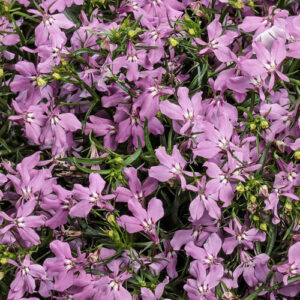 Lobelia Laguna Royale Pink