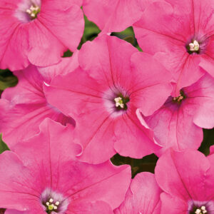 Petunia Supertunia Giant Pink