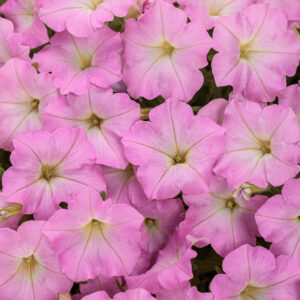 Petunia Supertunia Mini Vista Pink Cloud