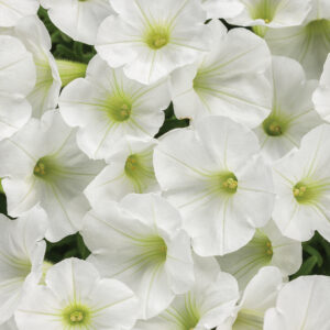 Petunia Supertunia Mini Vista White