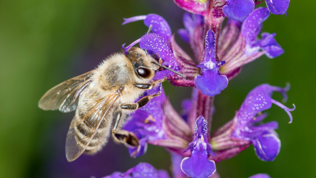 Neonicotinoids, Pollinators & Peace of Mind