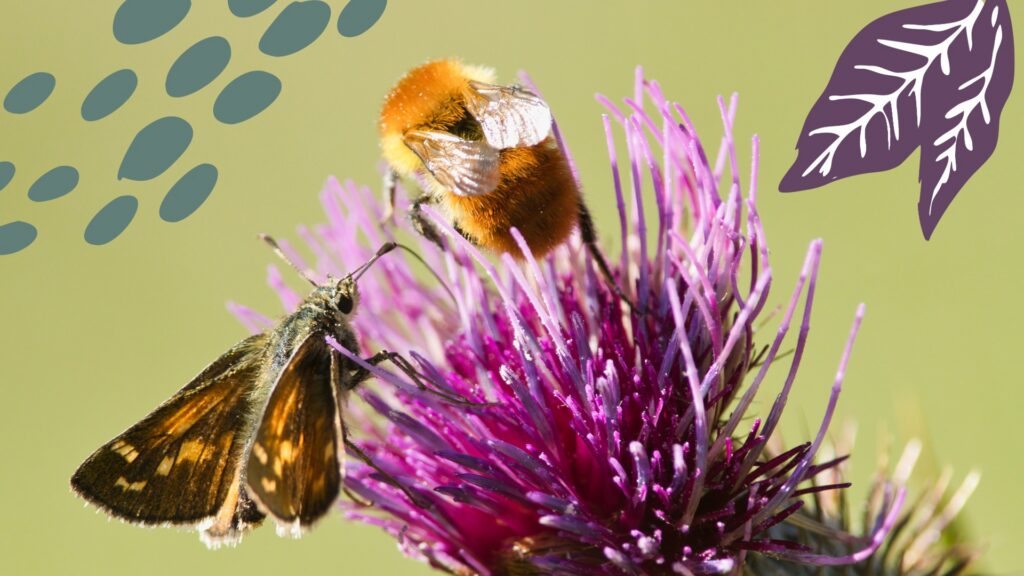 Bee and Butterfly on Thistle. Pollinators Explained